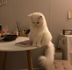 Страшилки тёти кошки / Крис Волкина