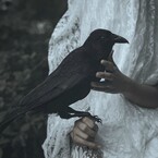 Хижина Чёрного Ворона / Марина Ашихова