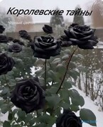 Королевские тайны. Чёрный цветок / Дара Вайт