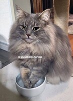 Я умываю лапки / Таня Соколова