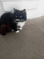 Пирлянзшумъявущ / Пирлянзшумъявущ